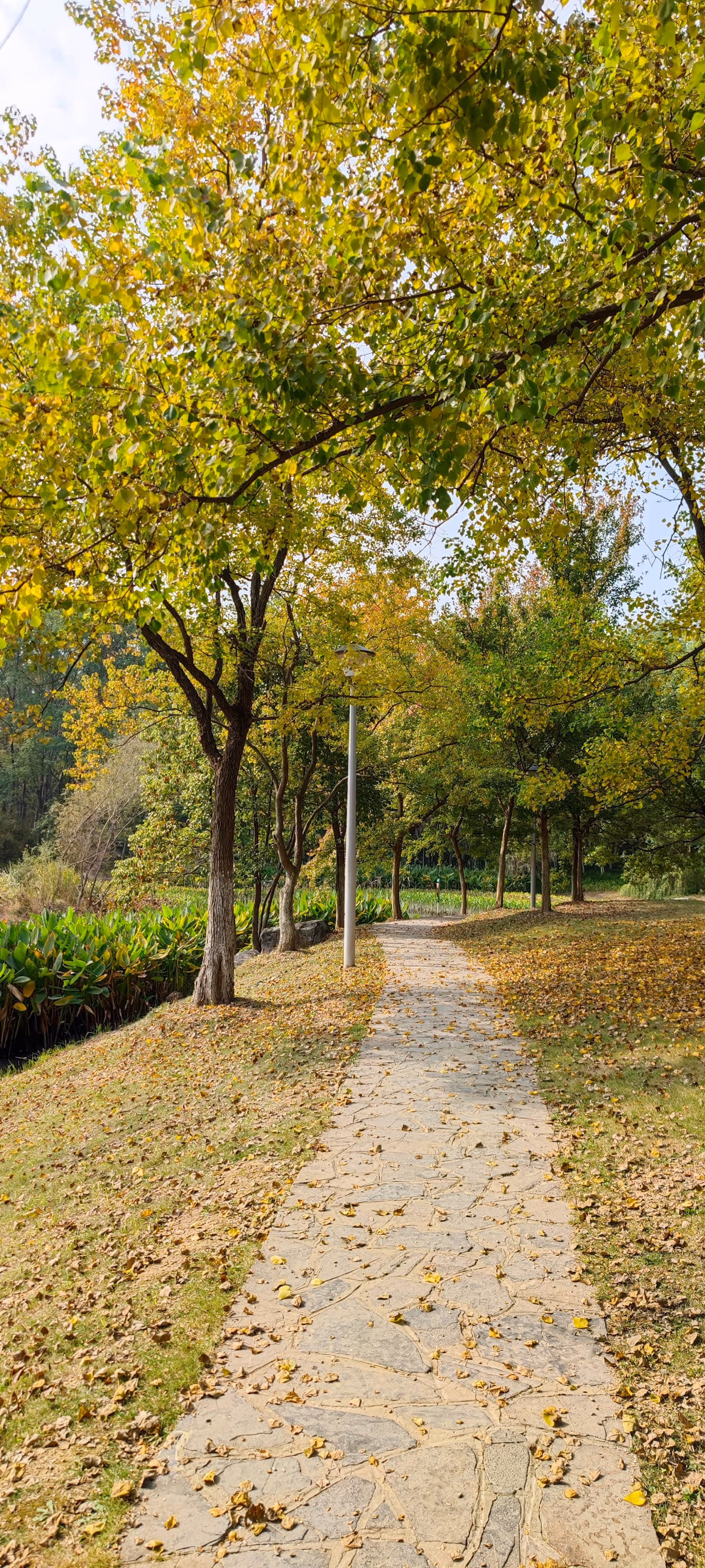 泛黄的树叶,飘落在地上,午后斜阳照射下,在当今喧嚣的城市中找到一分独处的安静。 泛黄的树叶,飘落在地上,午后斜阳照射下,在当今喧嚣的城市中找到一分独处的安静。