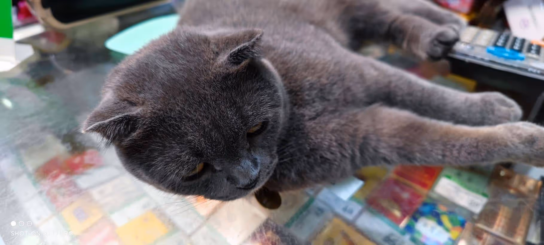 楼下超市的猫,不太聪明的感觉