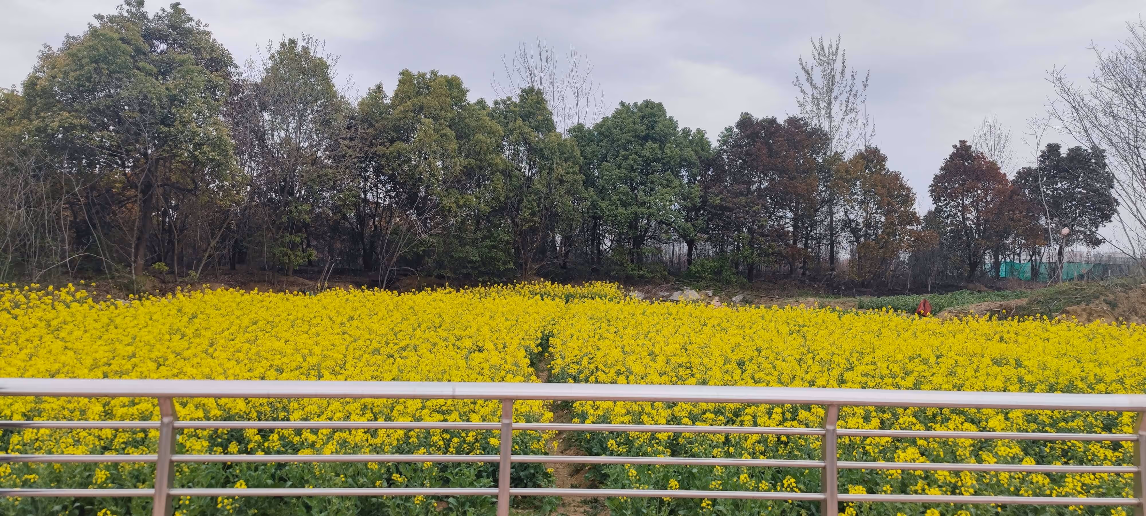 考场附近的一片很漂亮的油菜花地 考场附近的一片很漂亮的油菜花地