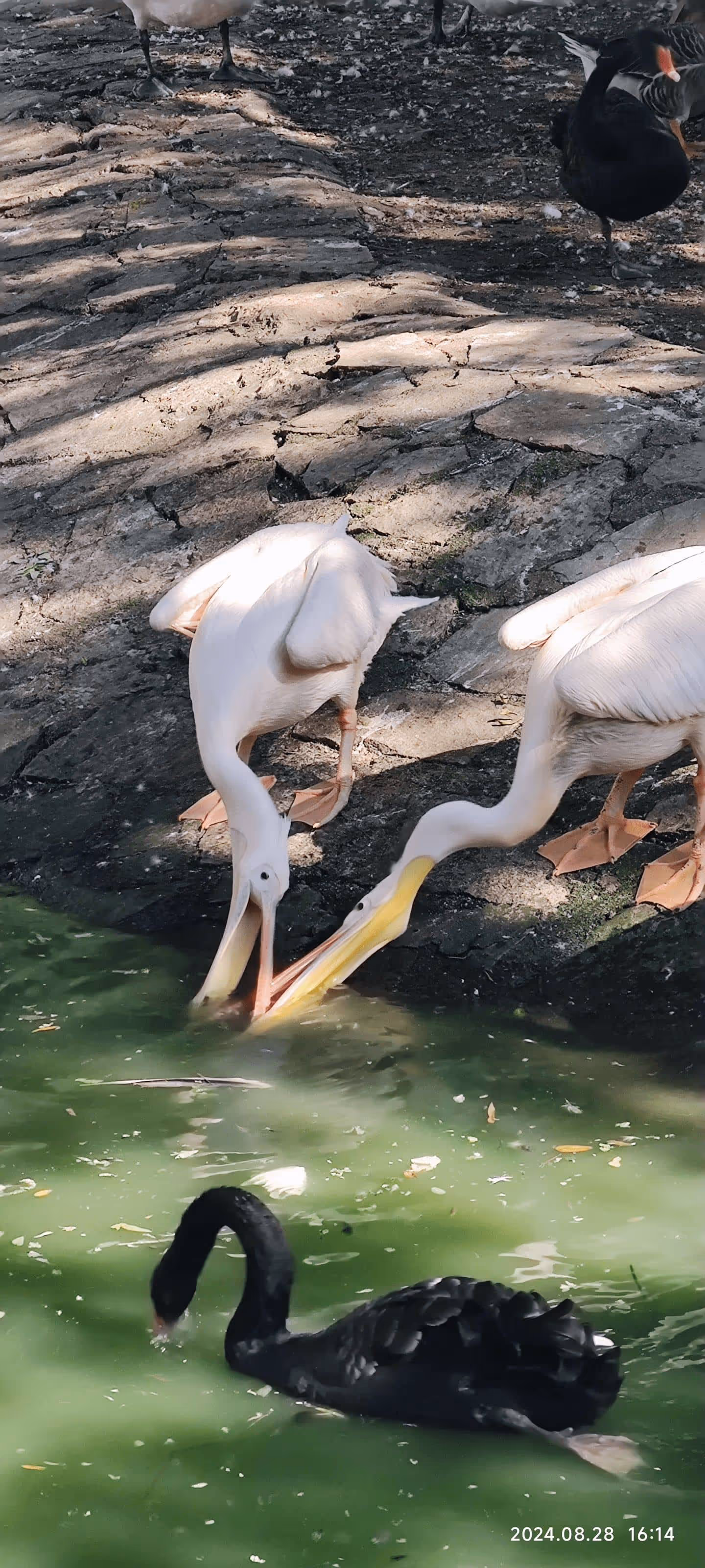 争夺食物的鹈鹕 争夺食物的鹈鹕