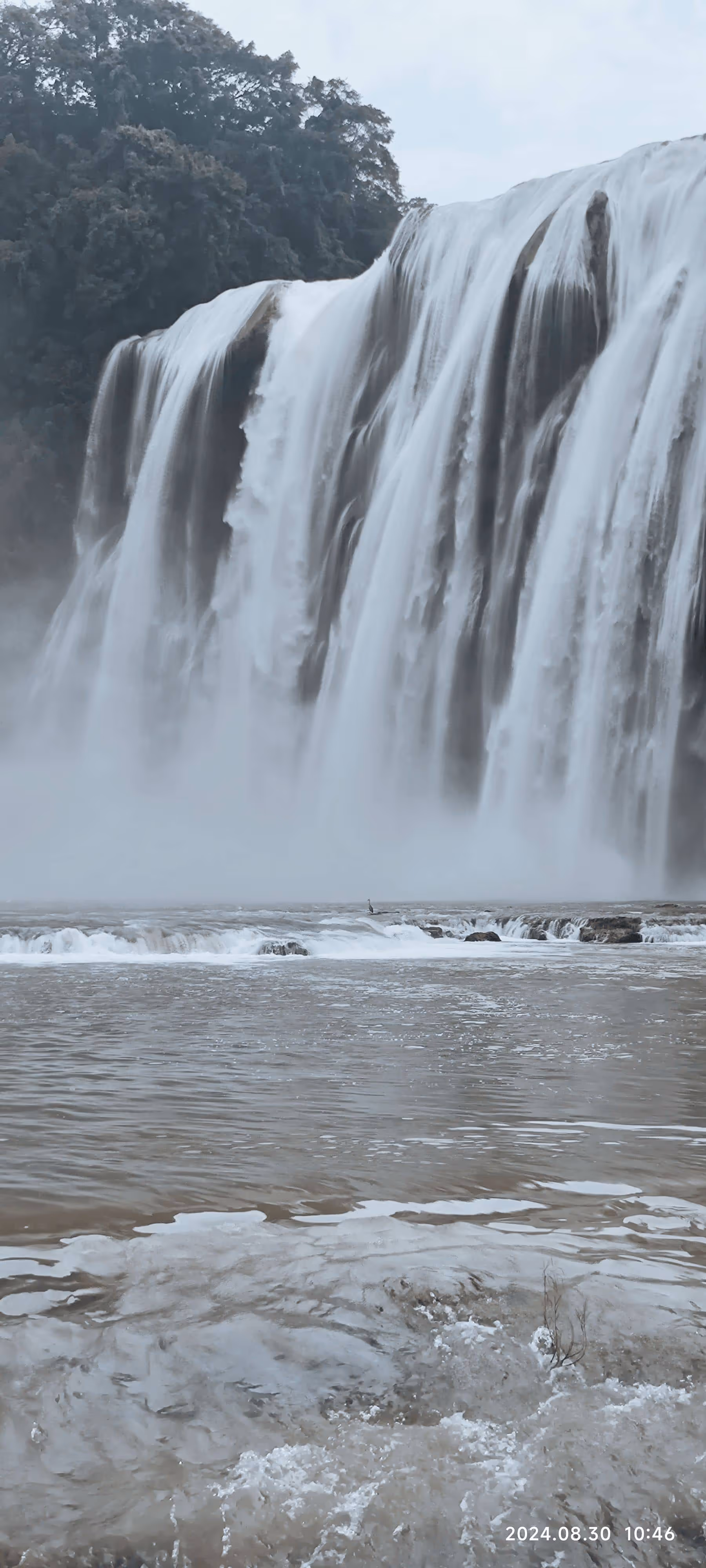 一只不知种族非常淡定的鸟 一只不知种族非常淡定的鸟